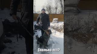 Кавказская овчарка #shorts #dog #собака