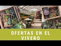 ECHEVERIA GIGANTEA EN $60 - DE COMPRAS EN EL VIVERO