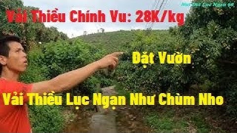 Vải Thiều Ngọt 28k Đặt Vườn Khám Phá Thung Lũng Vải Siêu Đẹp I Núi Đồi Lục Ngạn