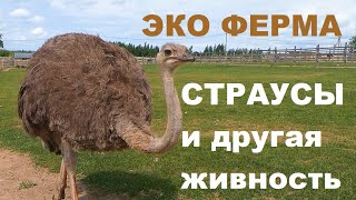 Поездка На Изборскую Эко Ферму Страусов.