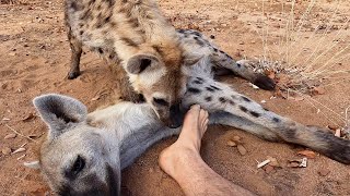 Switch and Twitch Hyenas are Missing!