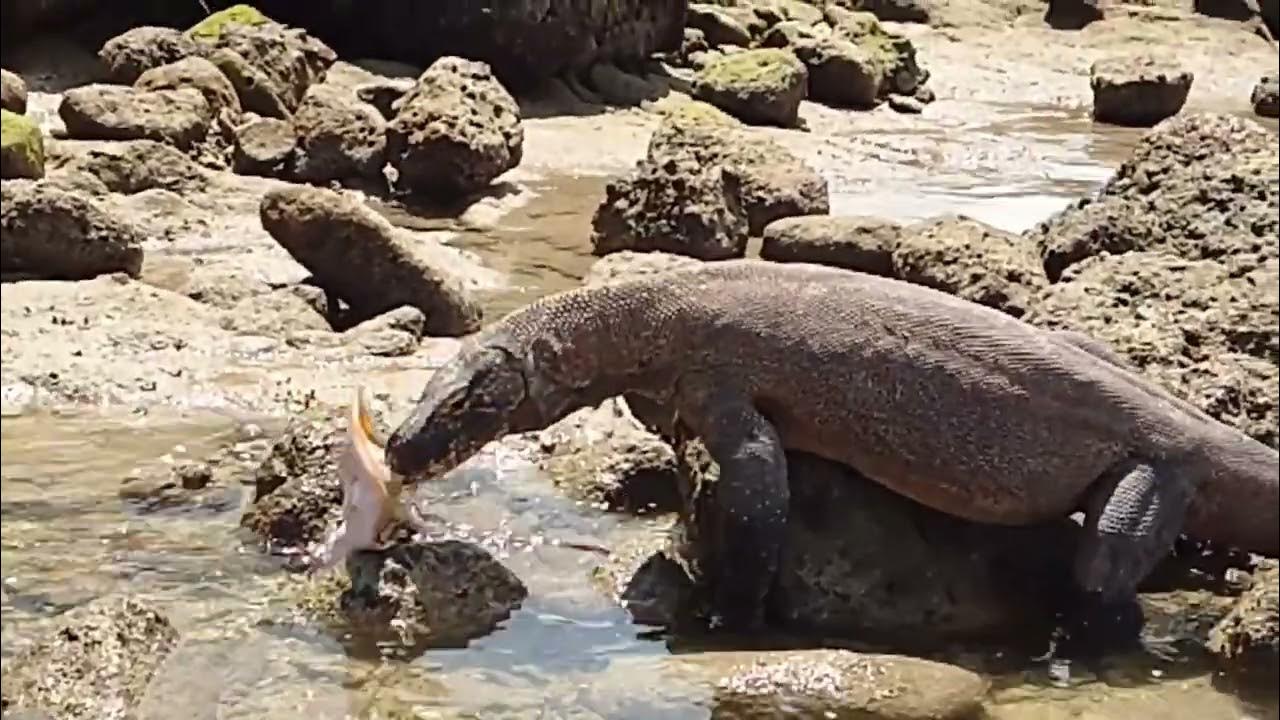 Komodo Dragons Paralyze Marine Animals In Puddles Of Water - YouTube