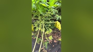 Nói kĩ hơn về mô hình trồng cây đu đủ đực thu tiền tỷ ! Tại nông thôn