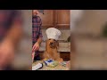 Viral aguyandagolden tiktoks of 2022 top 40 most viral funnys of teddy the dog