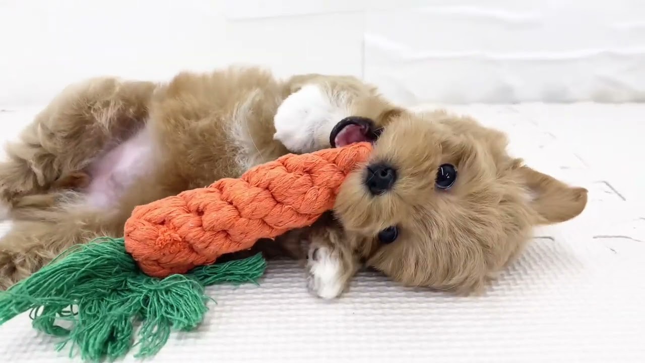 マルプー 】一際かわいいMIX犬！ぬいぐるみ系が好きなアナタは必見です