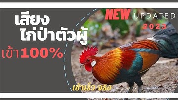 ສຽງຕໍ່ໄກ່ປ່າ ຂັນຕອບດີ || เสียงล่อไก่ป่า|| lub suab qaib qus #Mp3 #วิถีชาวบ้าน #อิสาน #ไก่ต่อ