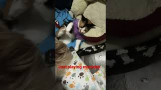 Dog And Cat Funny Videoviralshortstrendingshortsasmrsoundsoddlysatisfyingsounds