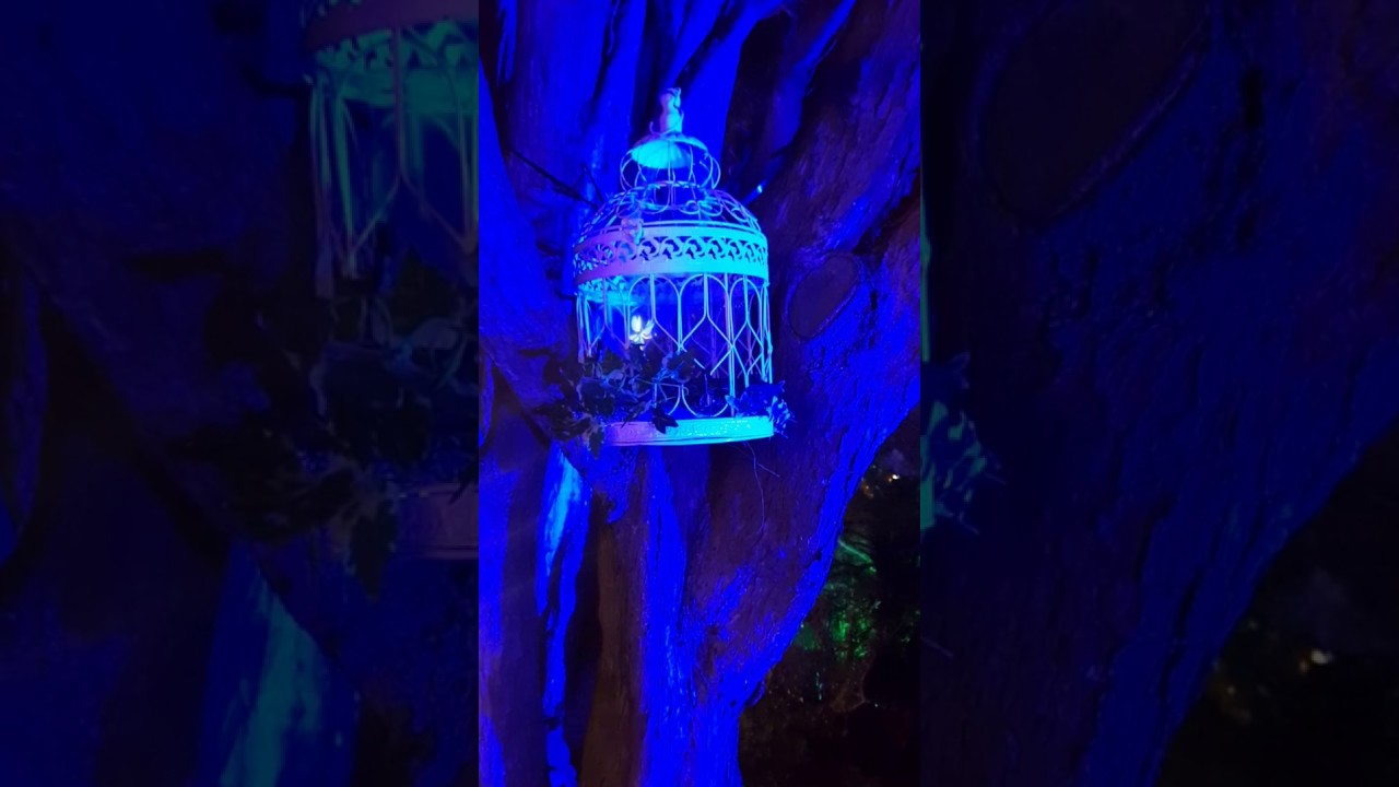 Fairy Projection Alexandra S Enchanted Garden In Penarth Youtube