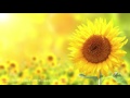 3 HOURS Powerful Healing Music & Relaxing Sounds for Headache and Migraine