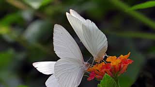 Zamba de los pirpintos- Daniel Mansilla