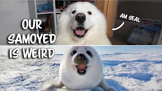 Weird Things our Samoyed does