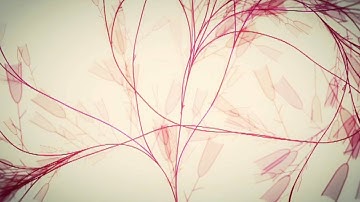 Swiffyboy.com / Motion Experiments in HTML5 & Flash