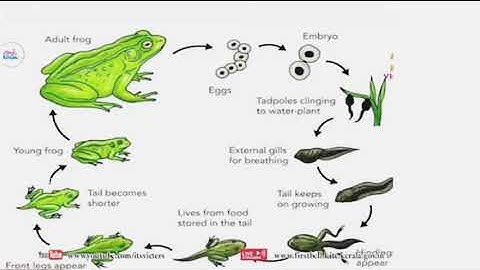 class 4 EVS worksheet july l2 || 4th std EVS worksheet || std 4 EVS