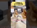 タグホイヤー。 #柴犬
