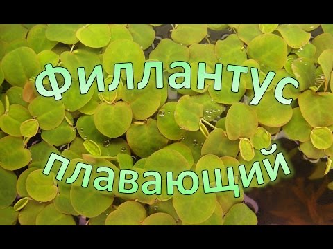 Бейне: Қалқымалы Ричия - ерекше мүк