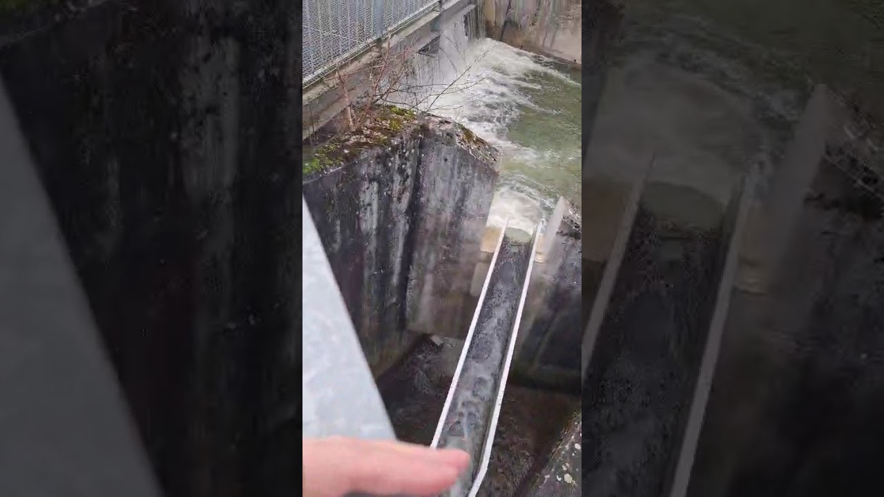 13/02/26, р.Рейн, плотина, бурление😊🌊🌳🌲🇨🇭Люцерн