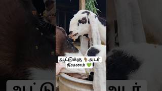 ஆட்டுக்கு 🐐அடர் தீவனம் 💚#GoatFeed #GoatConcentrate #GoatNutrition #GoatFarming #LivestockFeed