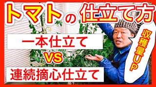 【トマトの仕立て方】「一本仕立て」vs「連続摘心仕立て」　〜狭い庭で家庭菜園〜