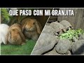 Que paso con los CONEJOS y TORTUGAS tienes que verlo 😔🐰🐢