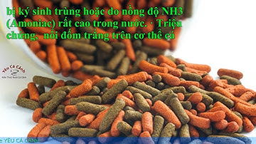 Vì sao cá thần tiên chết và những cách chữa bệnh hiệu quả