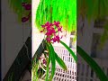 Vanda orchid #assam #india #garden #plants #naturelovers #nature #relaxingmusic