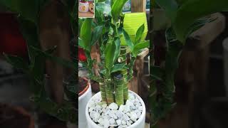 #yashomatimaiyasebolenandlala #cactusplant #shorts fertilizer #nature