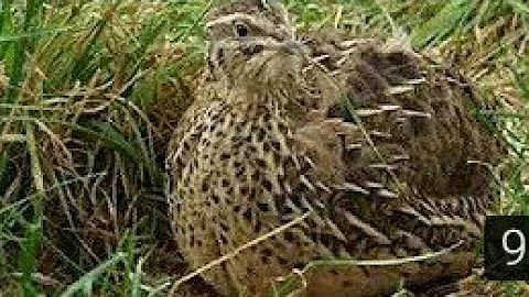 female batair sound , female quail sound, female calling quail sound || Sardar sajjad khan official