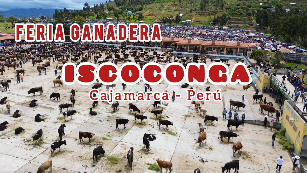 FERIA GANADERA ISCOCONGA CAJAMARCA PERÚ - ganado vacuno para engorde beneficio cría - parte 2