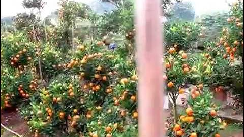 Quất cảnh đào cảnh cây cảnh xanh mướt khoe sắc xuân Tết 2019 kỷ hợi