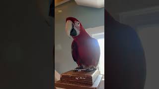 Parrots Can Throw Tantrums shorts