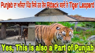 Punjab ਦਾ ਅਜਿਹਾ ਪਿੰਡ ਜਿਥੇ ਹਰ ਰੋਜ Attack ਕਰਦੇ ਨੇ Tiger Leopard | Yes, This is also a part of Punjab |