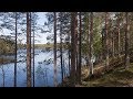 Kielinuppu  suomalainen mets