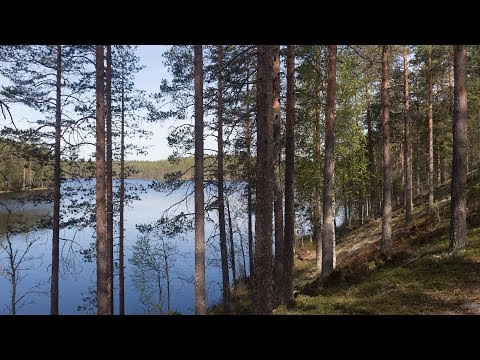 Video: Leshy, Laita Sana Metsän Herrasta - Vaihtoehtoinen Näkymä