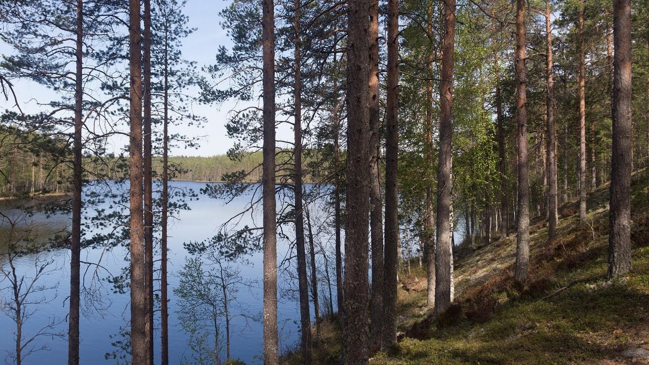 Top 28+ imagen suomalainen metsä kielinuppu