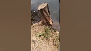 малая выпь