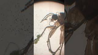 One week, still food for others #microscope #microbiology #micrologix #tinyworld #fly #lifeanddeath