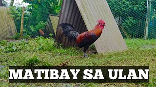 Dapat Gawin Kapag Maulan Ang Panahon Linyada Ng Mamay