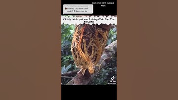 Chiết cành mít 100% ra rễ