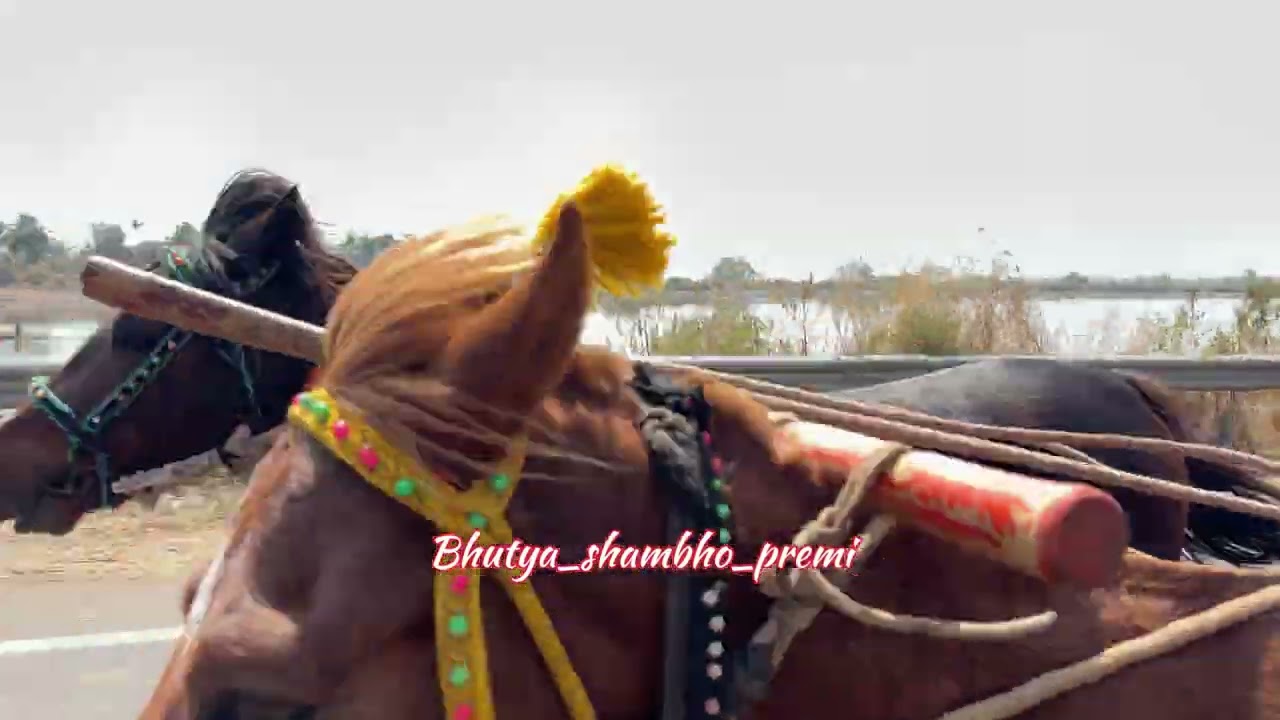 मत्तिवडे पब्लिक पट्टा जनरल घोडागाडी 🥇निपाणी आदिनाथ 🥈सूरज कळंबा🥉अक्षय म्हाळुंगे