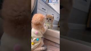 Cute Kittens❤️【2】#Shorts #Cutecat520 #Cat #Kittens #Pets