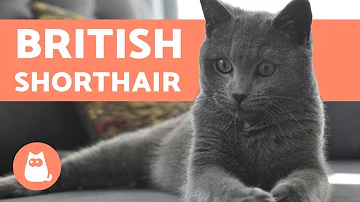 Che carattere ha il gatto British?