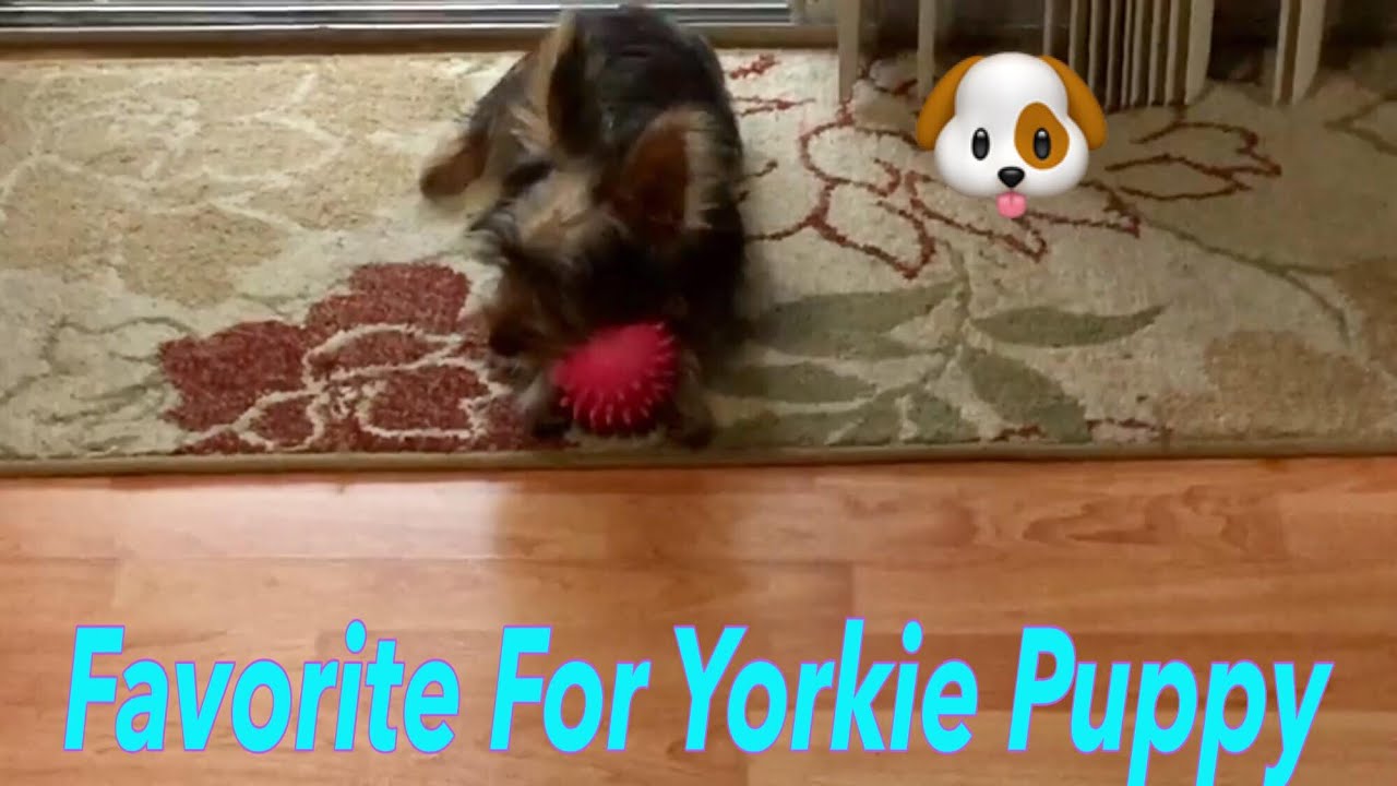 🇺🇸 Favorite toys for yorkie puppy 🎾 YouTube