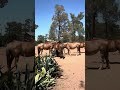 Thanks to Peter &amp; Wendy for establishing this trough #brumby #stopthecull #australia #fyp