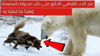 عثر الدب القطبي الجائع على كلب مربوط بالسلسلة ، وهذا ما فعله به
