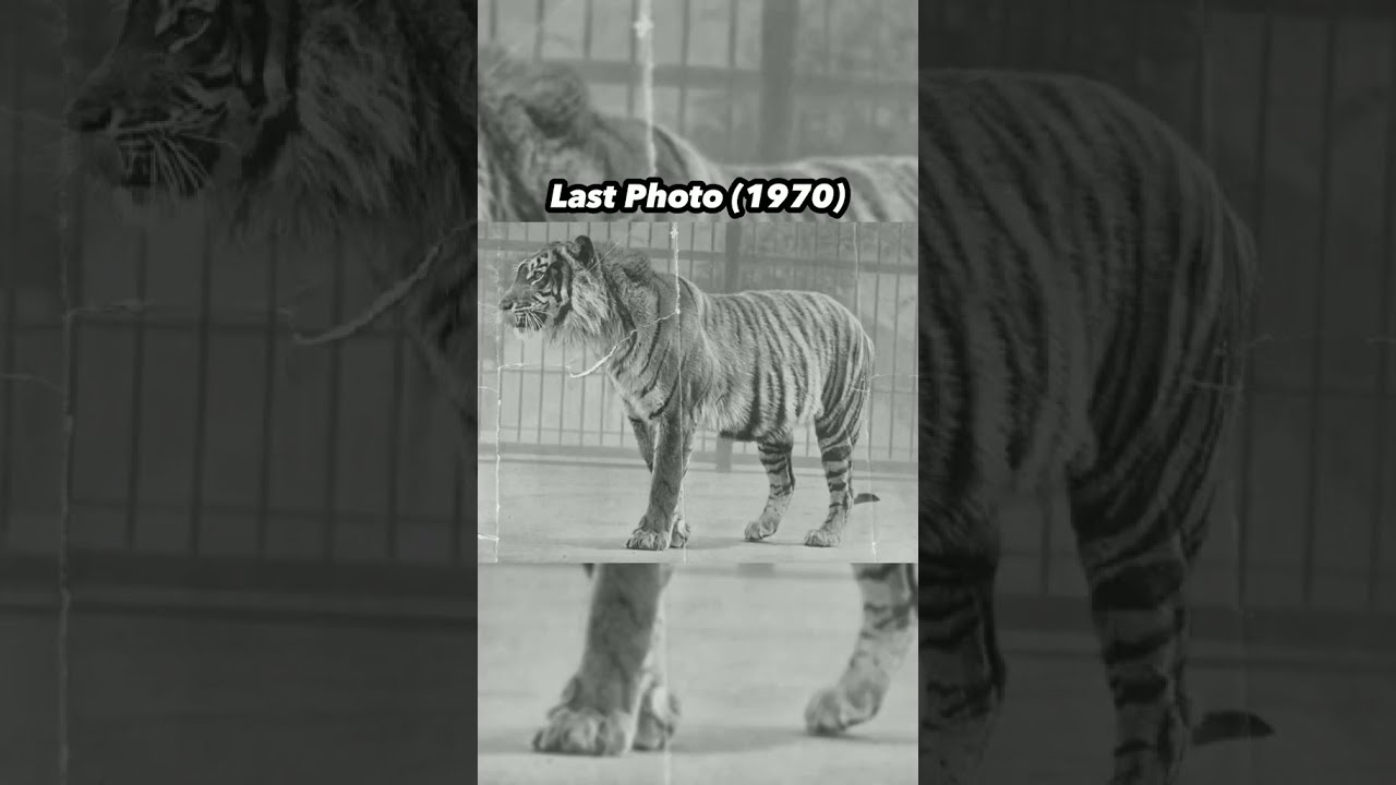 Last Photos Of Extinct Animals