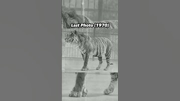 Last Photos of Extinct Animals