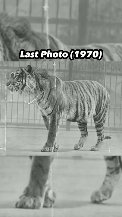 Download lagu Last Photos of Extinct Animals
