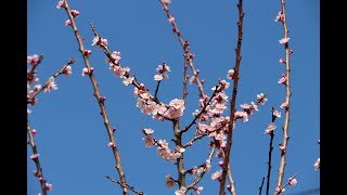 Ručna oplodnja voćaka, kada nema oprašivača u blizini