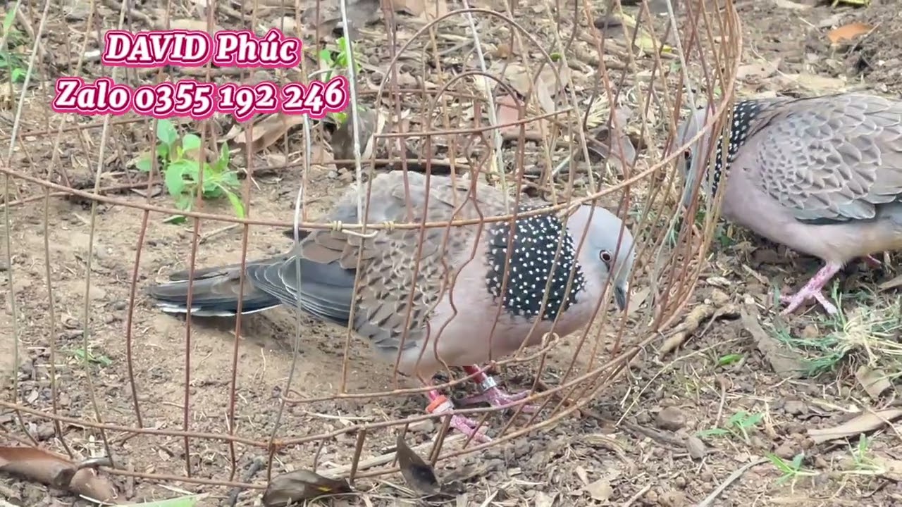 (Đã nhường A Hiếu-BP)Đồng cườm tấm dòng gù cứng phóng gù kéo bổi. Gáy trơn lở đã tập úp bội .