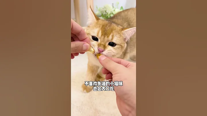 又到掉毛季啦！有空把魚油吃起來，家裡貓咪的毛髮有光澤不愛掉毛！好處多多哦！ #shorts #湯圓 #貓咪 #美短 - 天天要聞